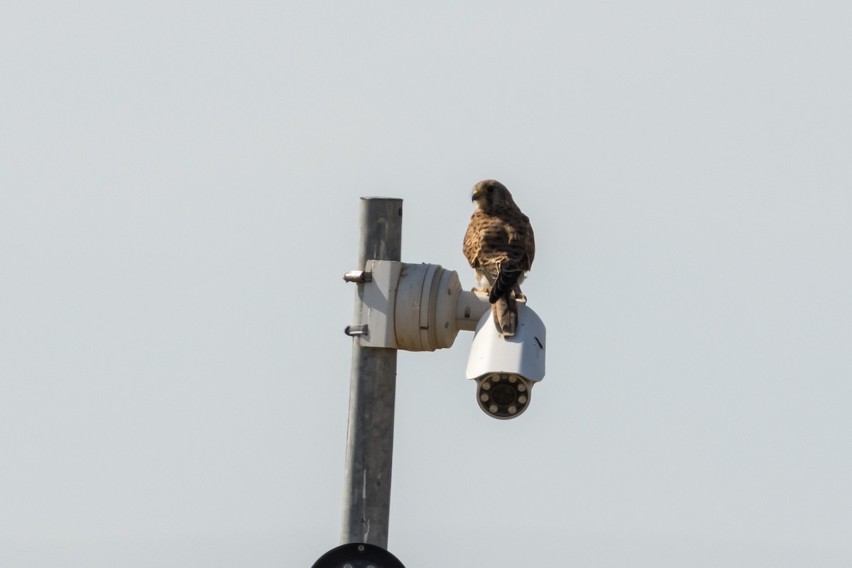 Lesser/Eurasian Kestrel - ML645961151