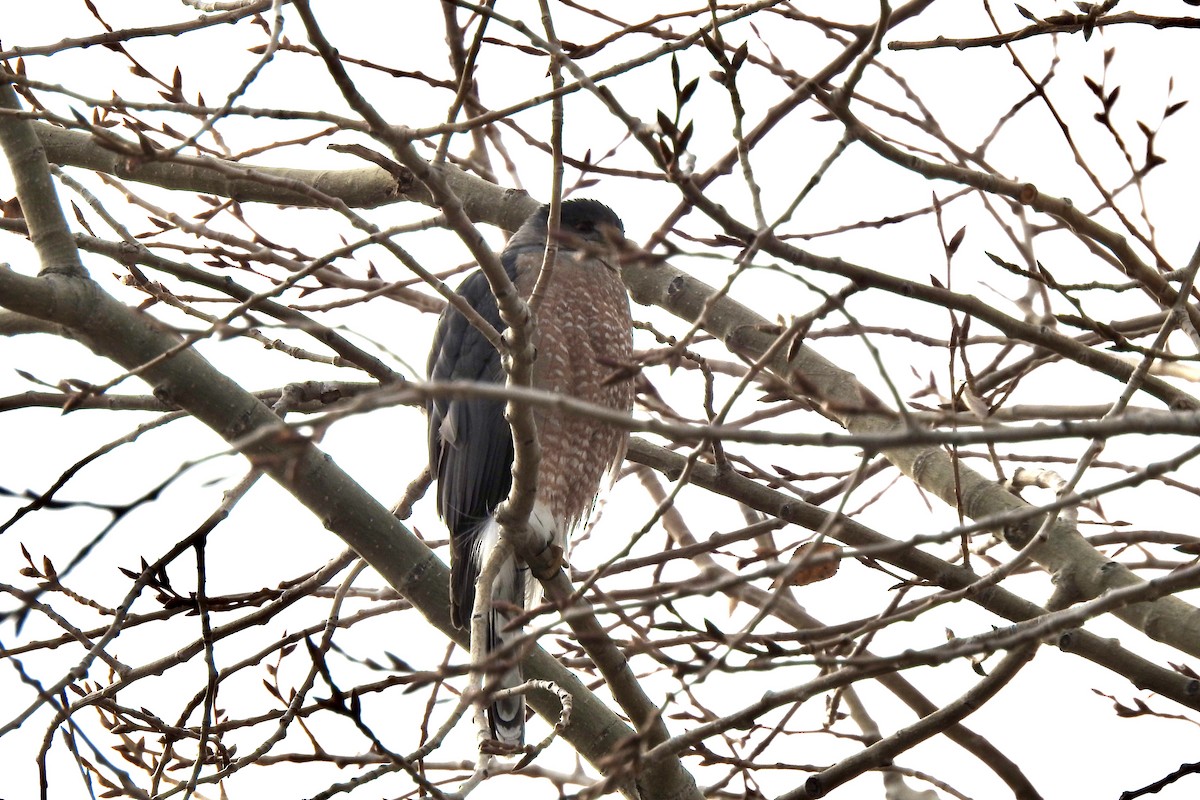 Cooper's Hawk - ML645961153