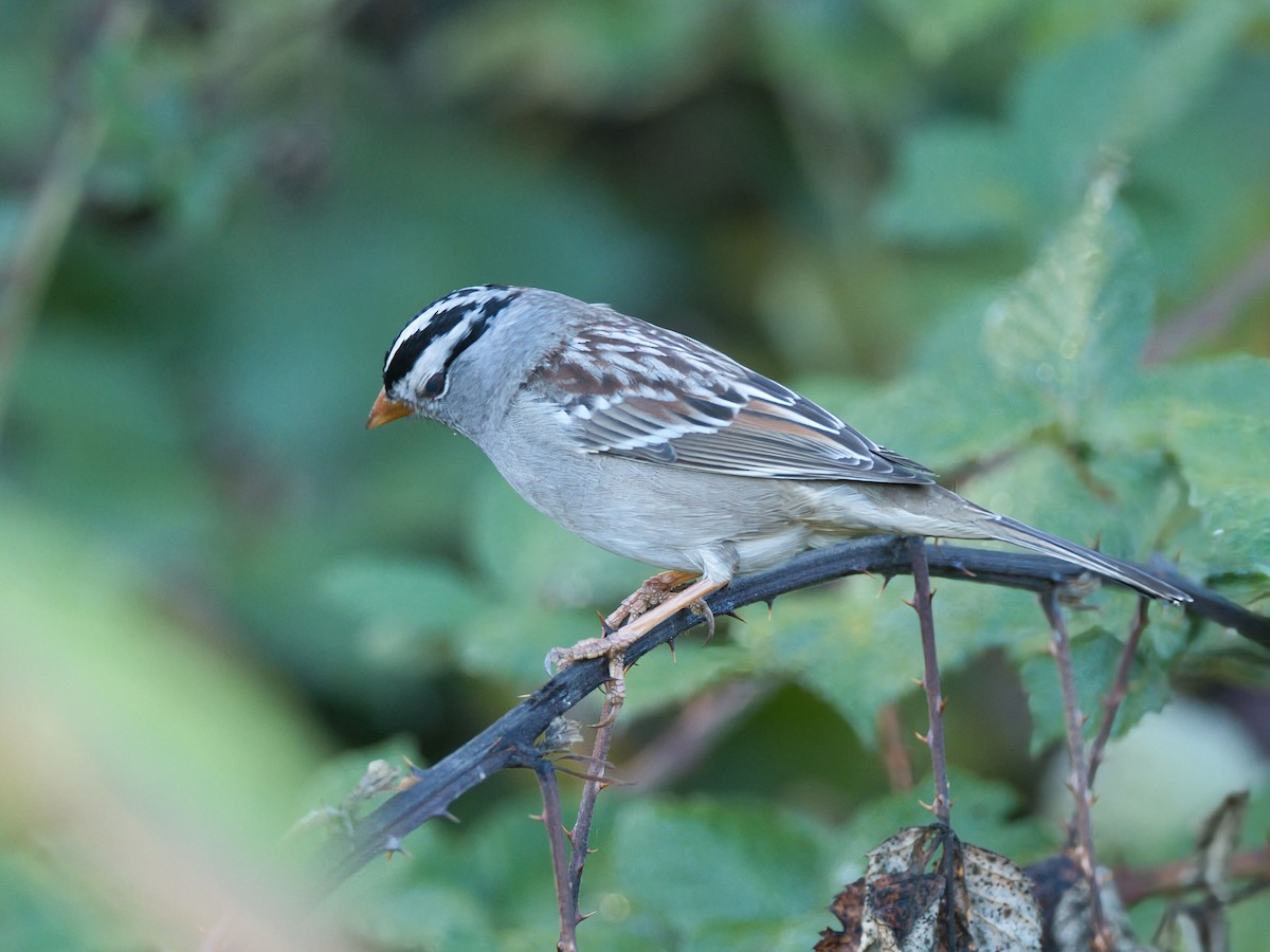 White-crowned Sparrow - ML645961154