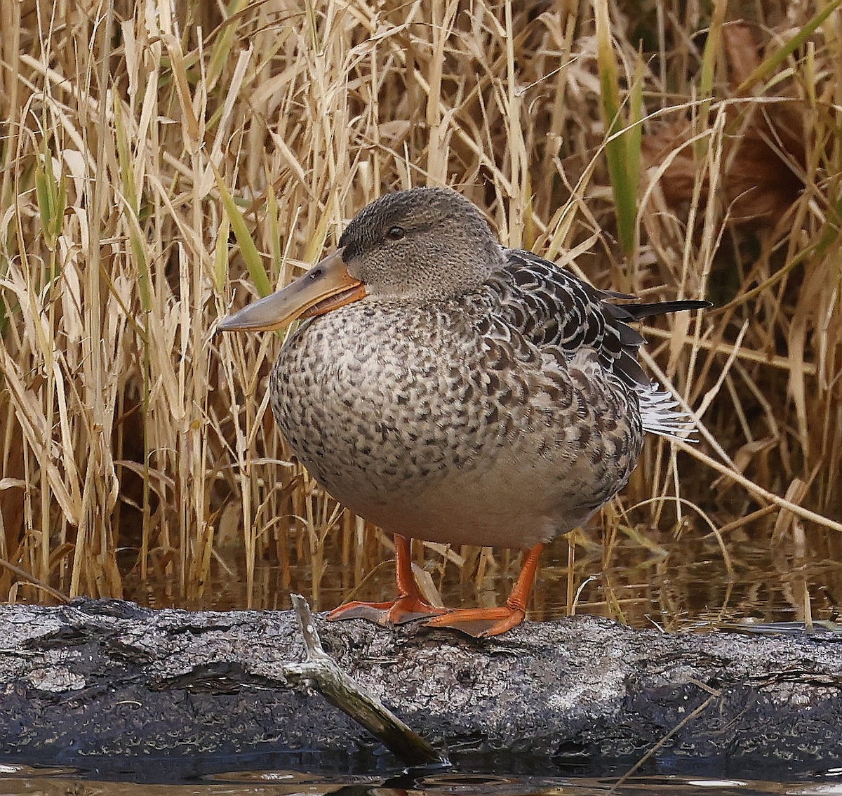 Northern Shoveler - ML645961155