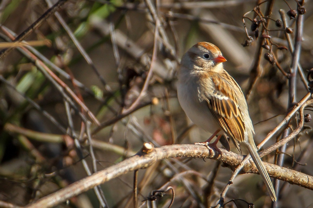 Field Sparrow - ML645961157