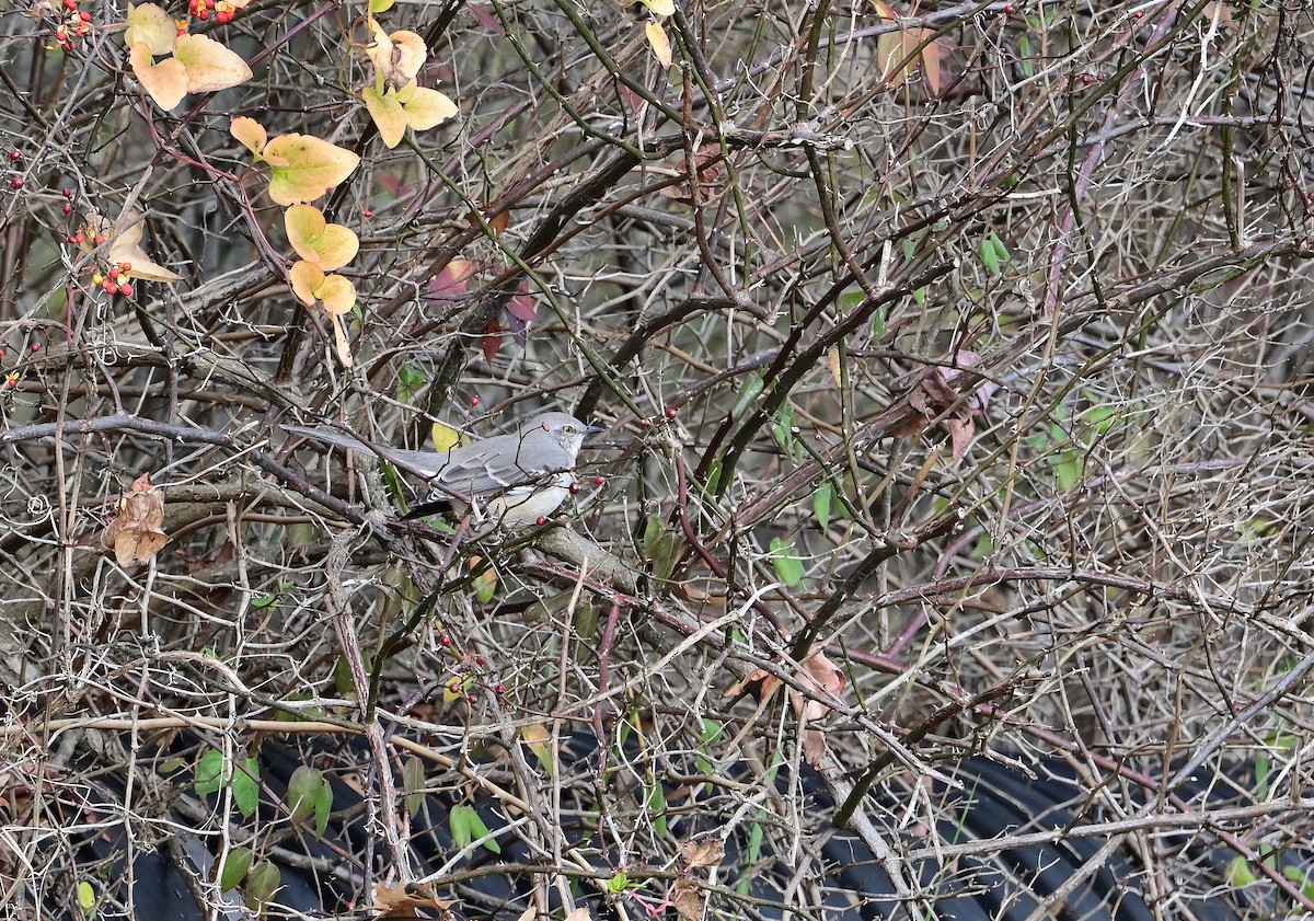 Northern Mockingbird - ML645961158