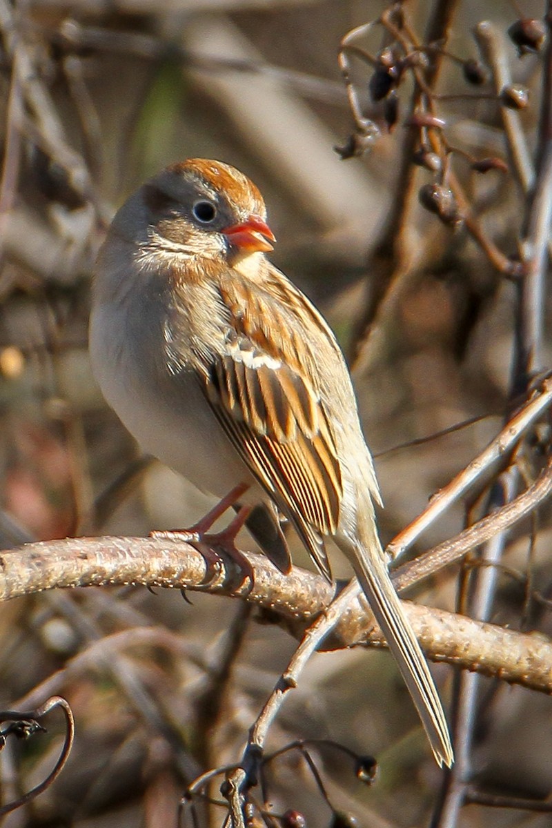 Field Sparrow - ML645961159
