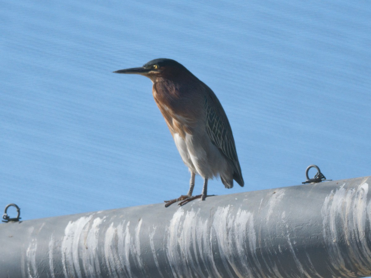 Green Heron - ML645961160
