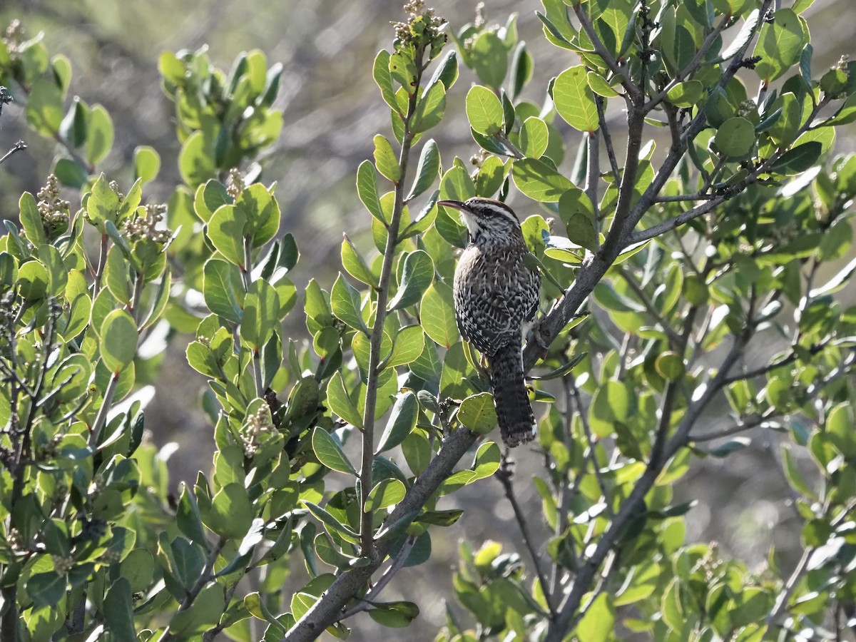 Cactus Wren - ML645961161