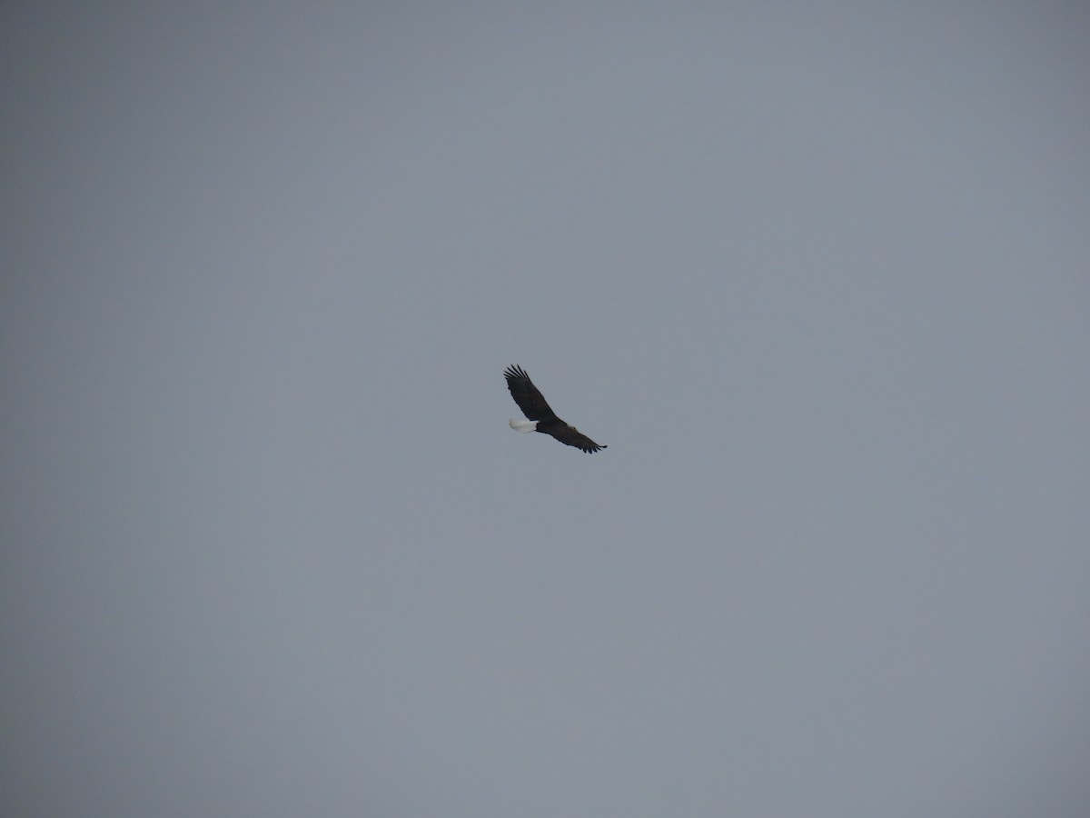 Bald Eagle - ML645961162