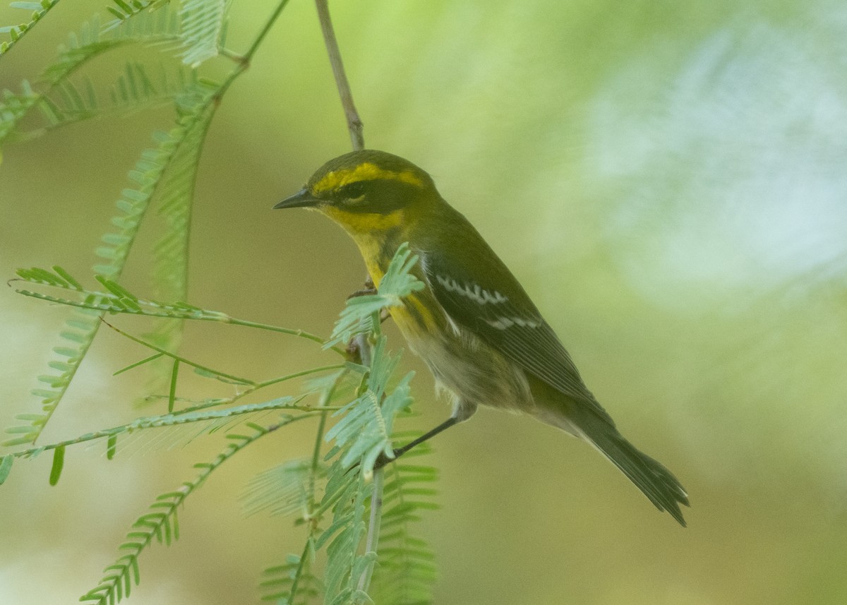 Townsend's Warbler - ML645961163