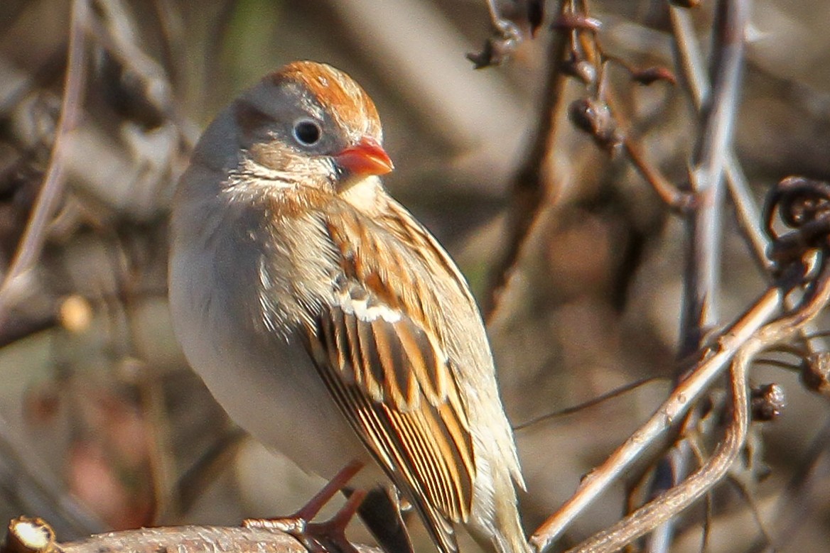 Field Sparrow - ML645961164