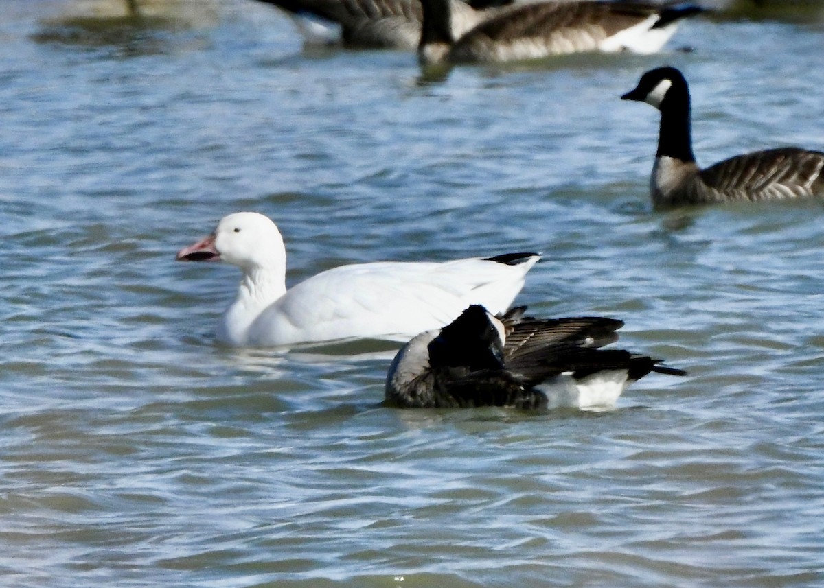 Snow Goose - ML645961165