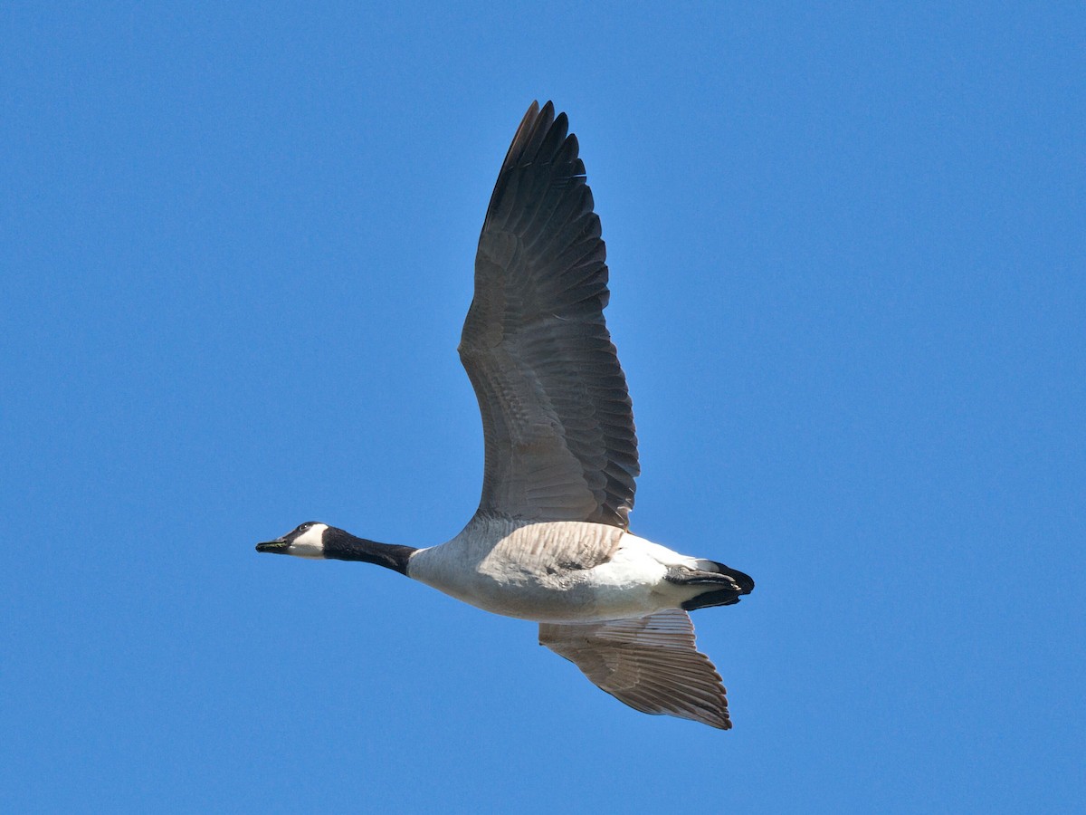 Canada Goose - ML645961166