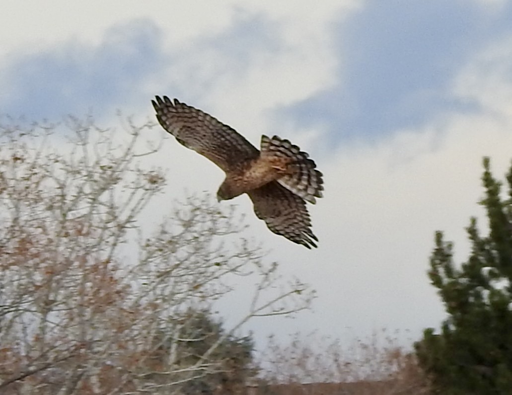 Northern Harrier - ML645961168