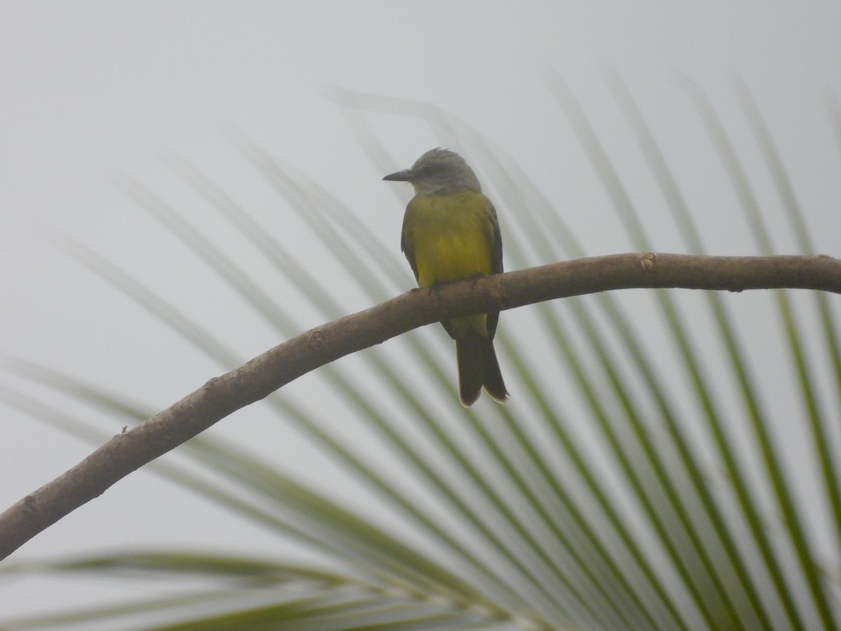 Tropical Kingbird - ML645961169