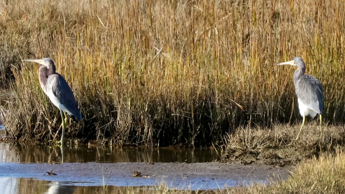 Tricolored Heron - ML645961170