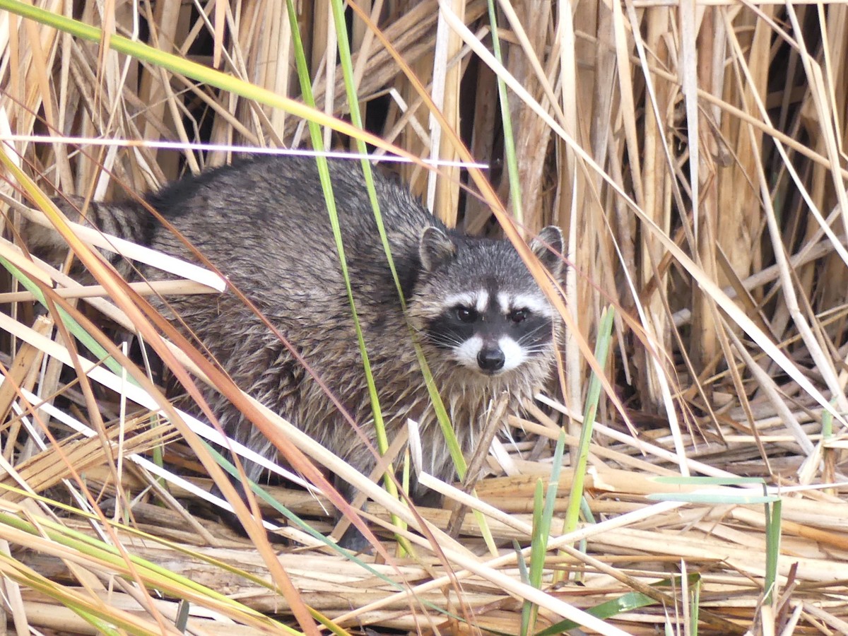 California Raccoon - ML645961171