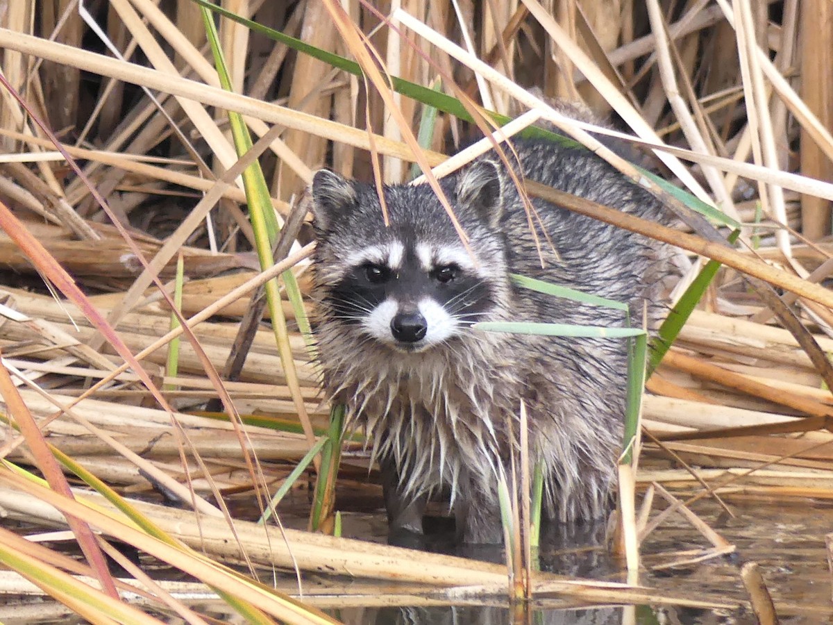 California Raccoon - ML645961172