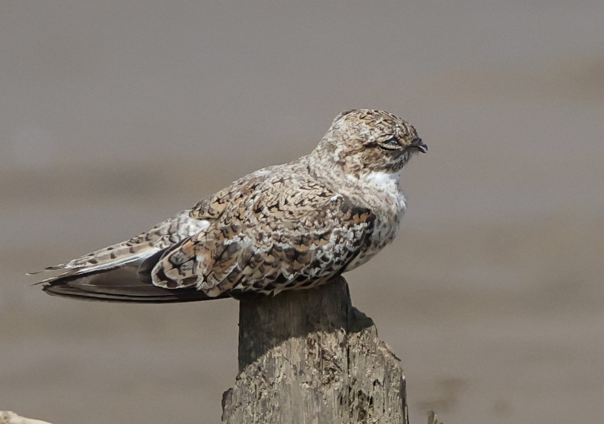 Sand-colored Nighthawk - ML645961174