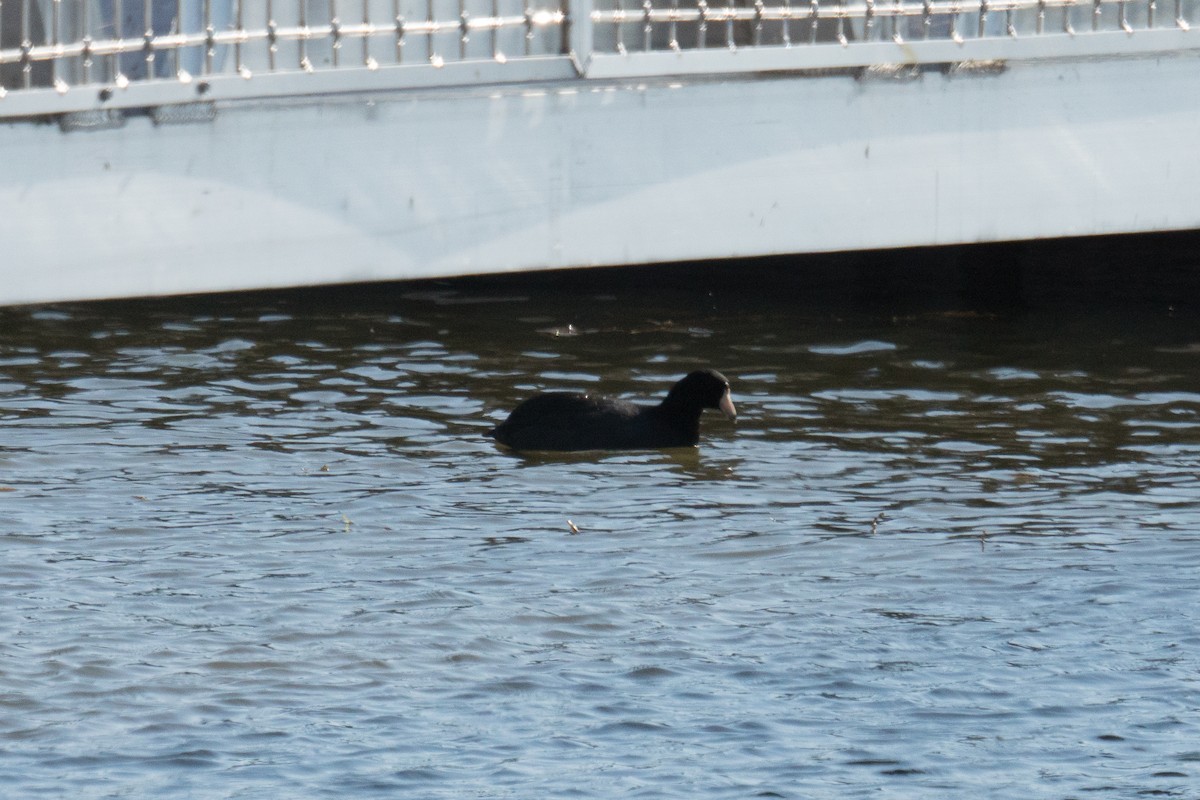 Лиска американська - ML645961177