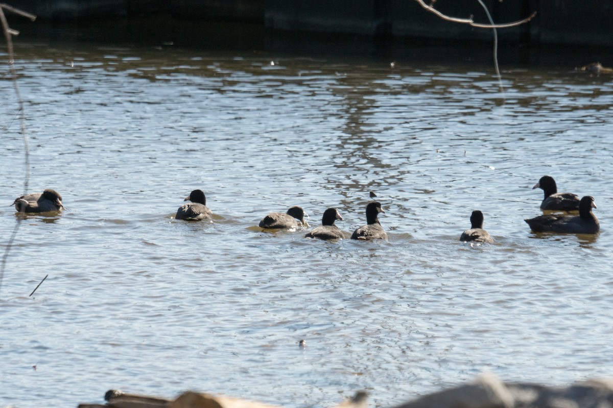 Лиска американська - ML645961178