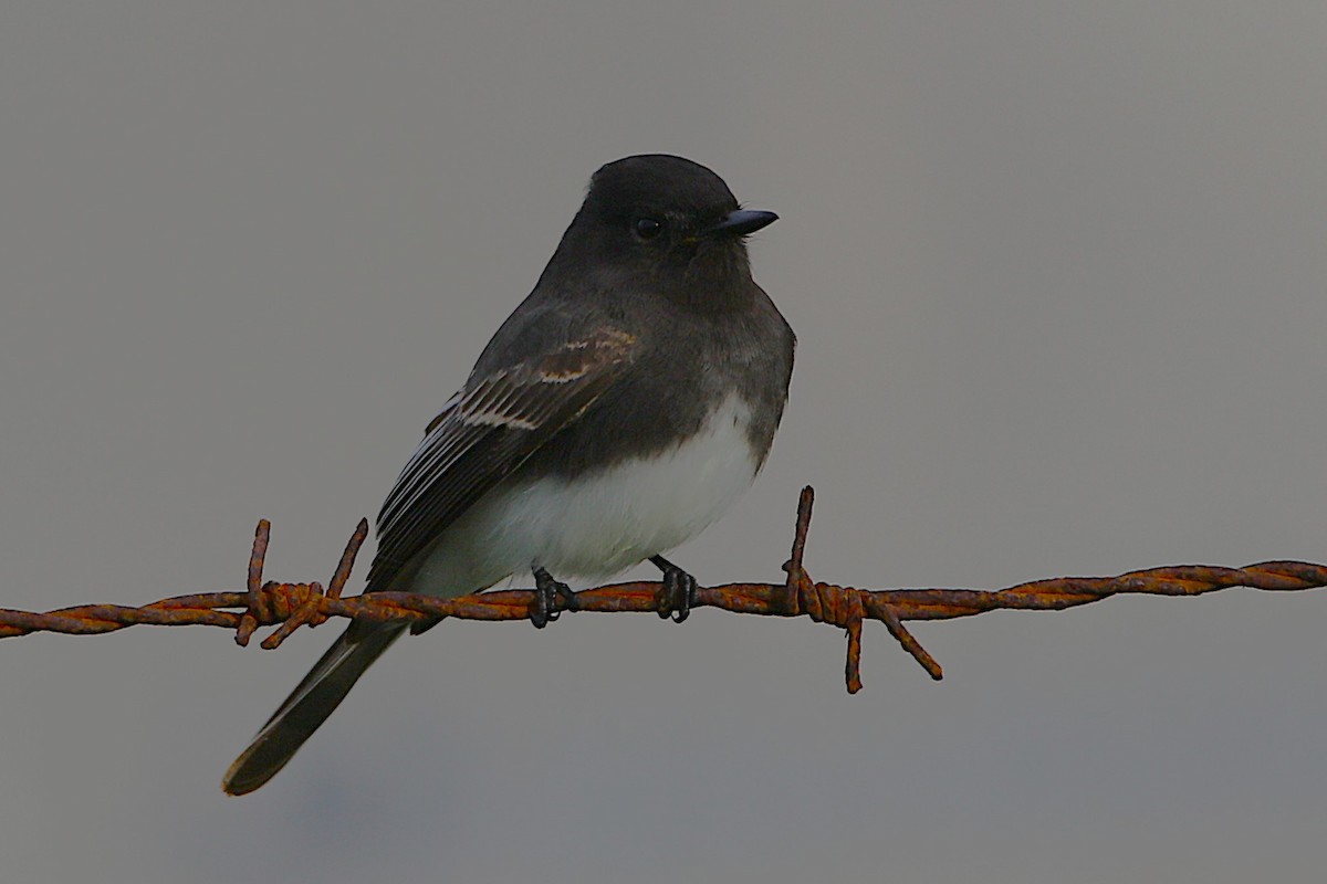 Black Phoebe - ML645961179