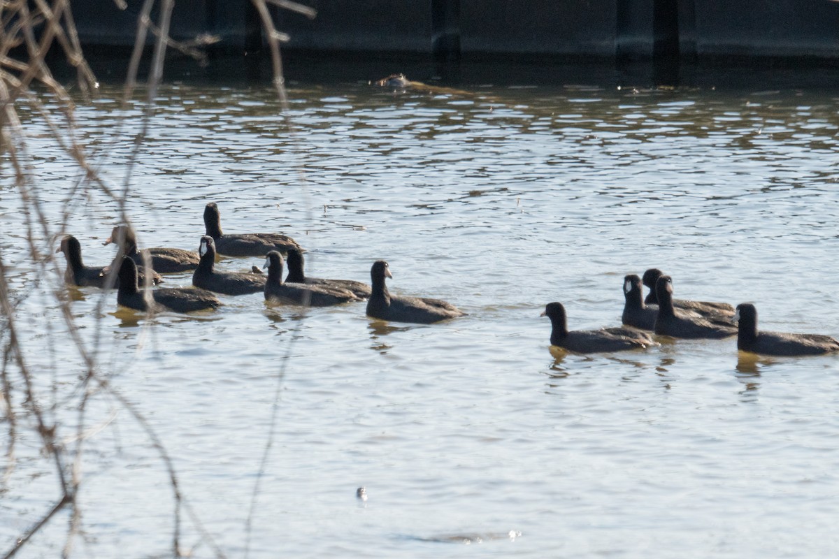 Лиска американська - ML645961180