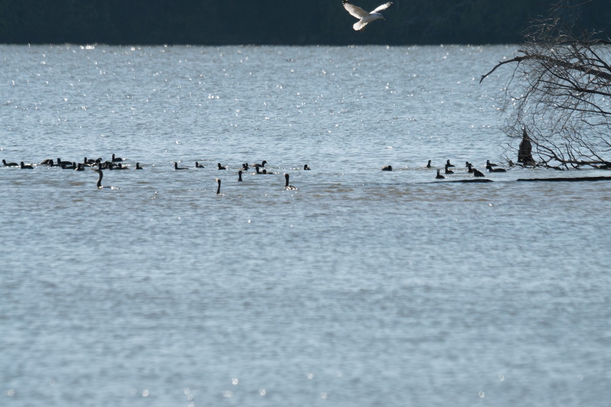 Лиска американська - ML645961181