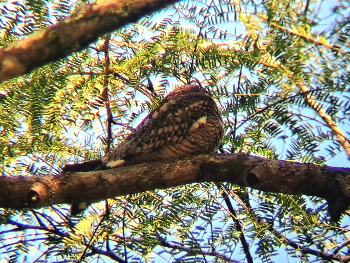 Lesser Nighthawk - ML645961182