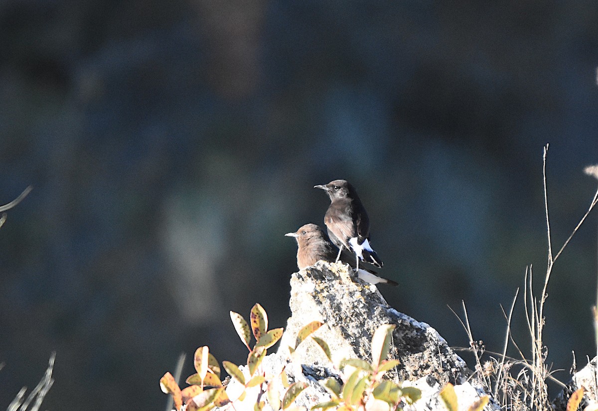Black Wheatear - ML645961185