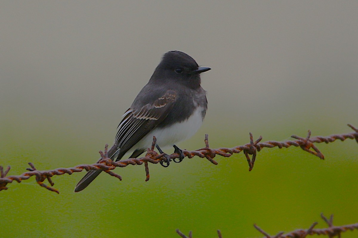 Black Phoebe - ML645961187