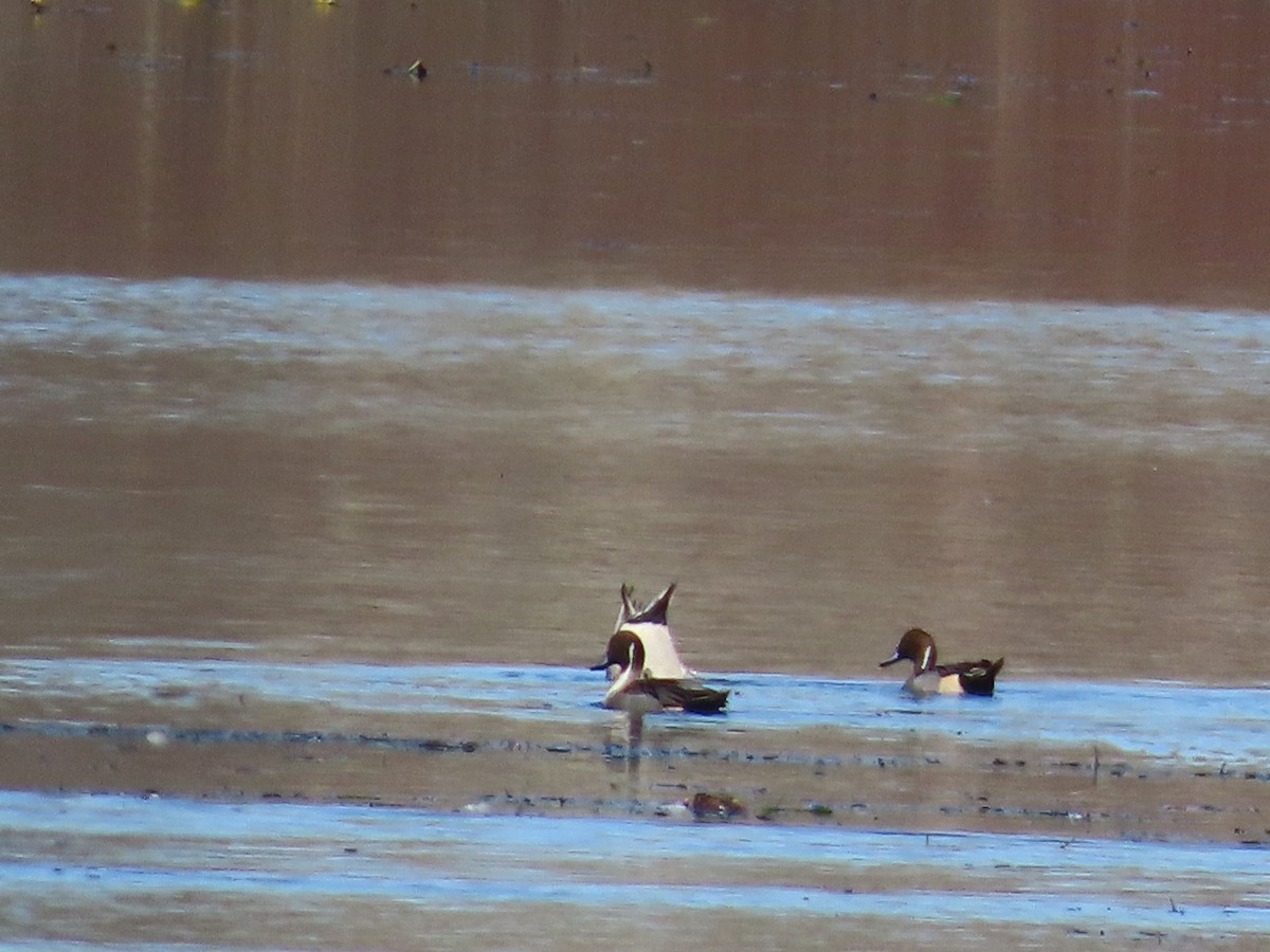 Northern Pintail - ML645961194