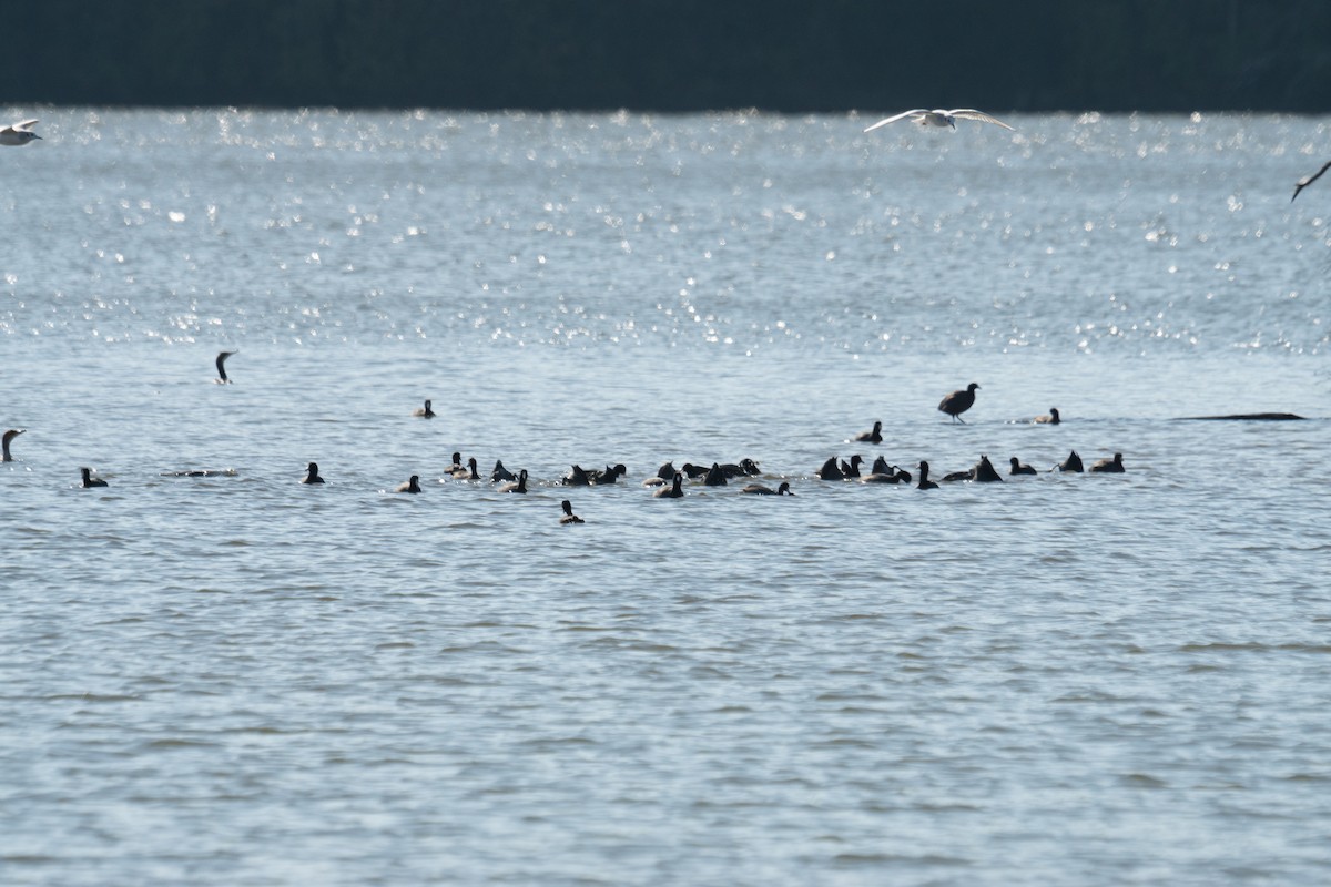 Лиска американська - ML645961195