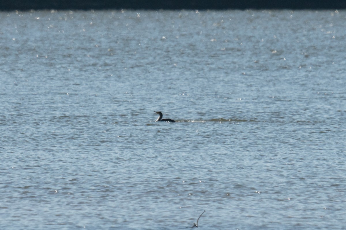 totoppskarv - ML645961196