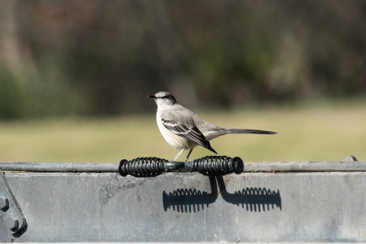 sangspottefugl - ML645961202