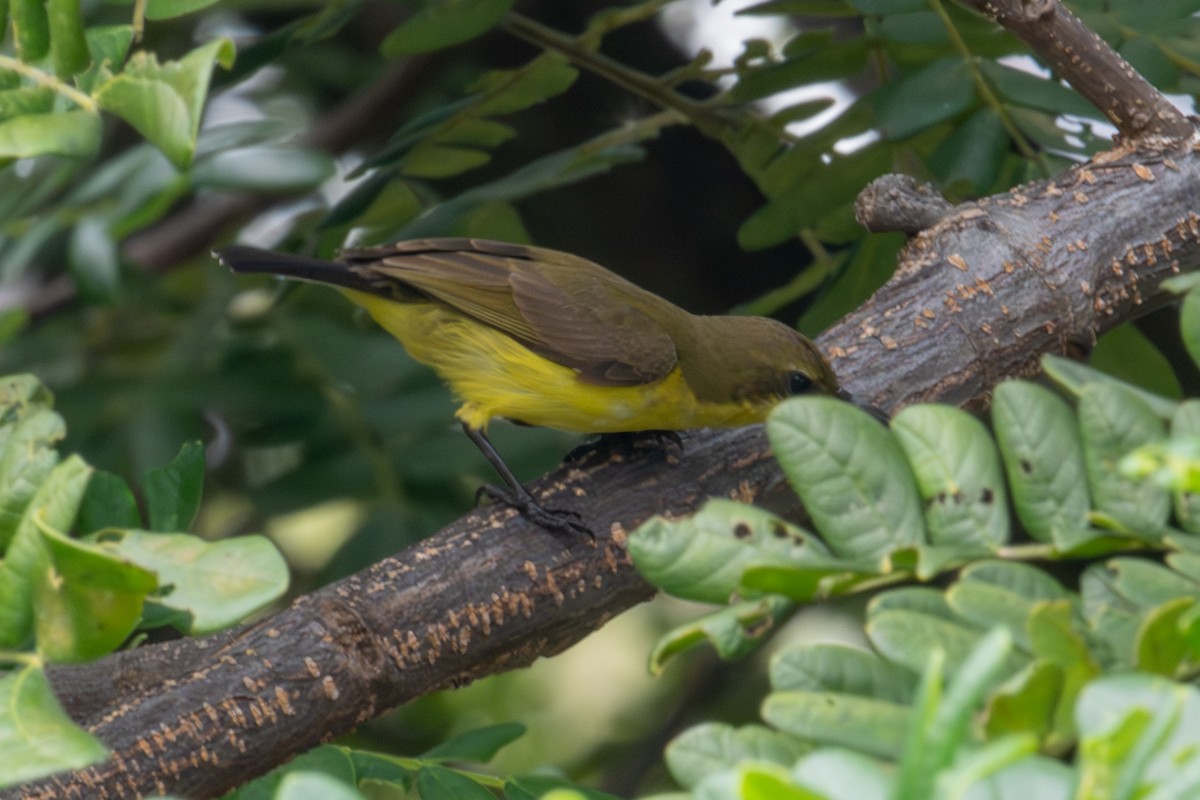 strdimil zdobený - ML645961209