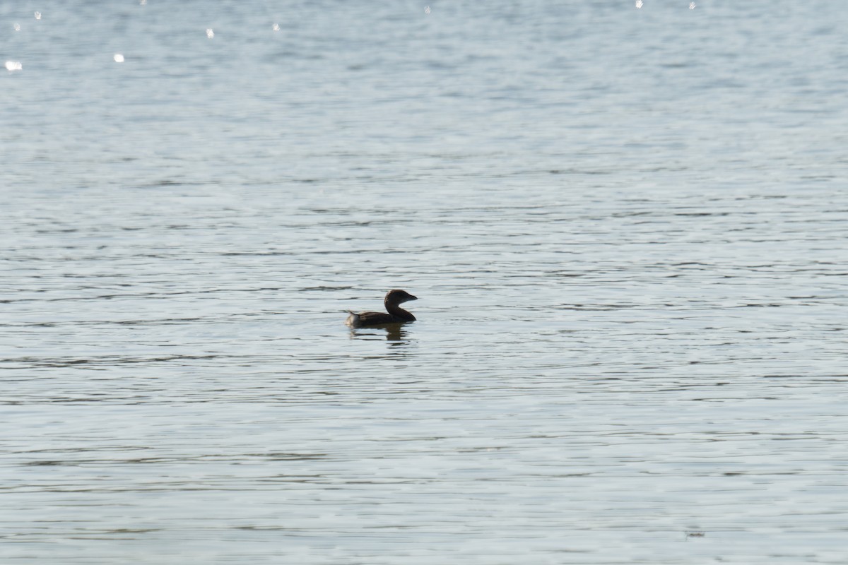 ringnebbdykker - ML645961210