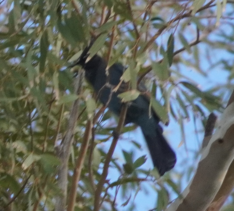 Steller's Jay - ML645961211