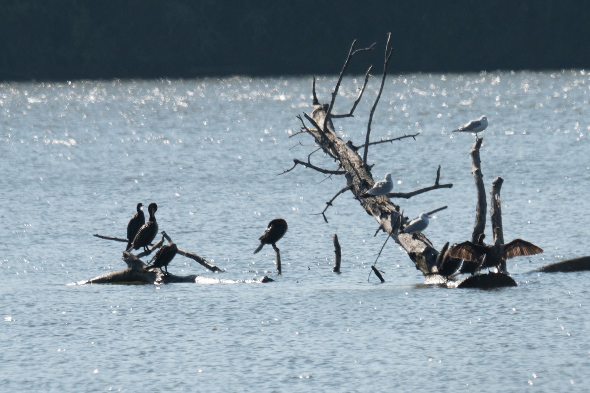 totoppskarv - ML645961212