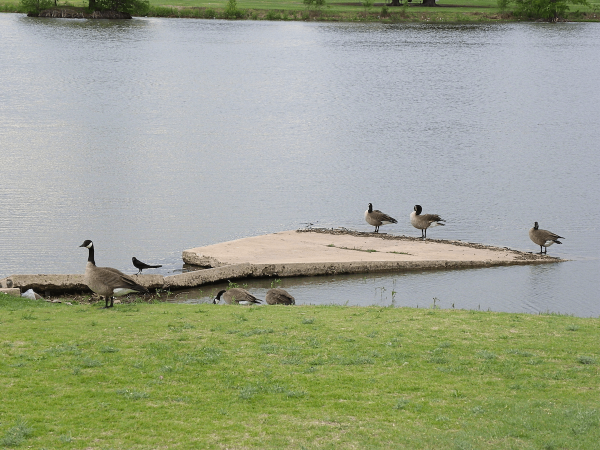 Oca canadese minore - ML645961213