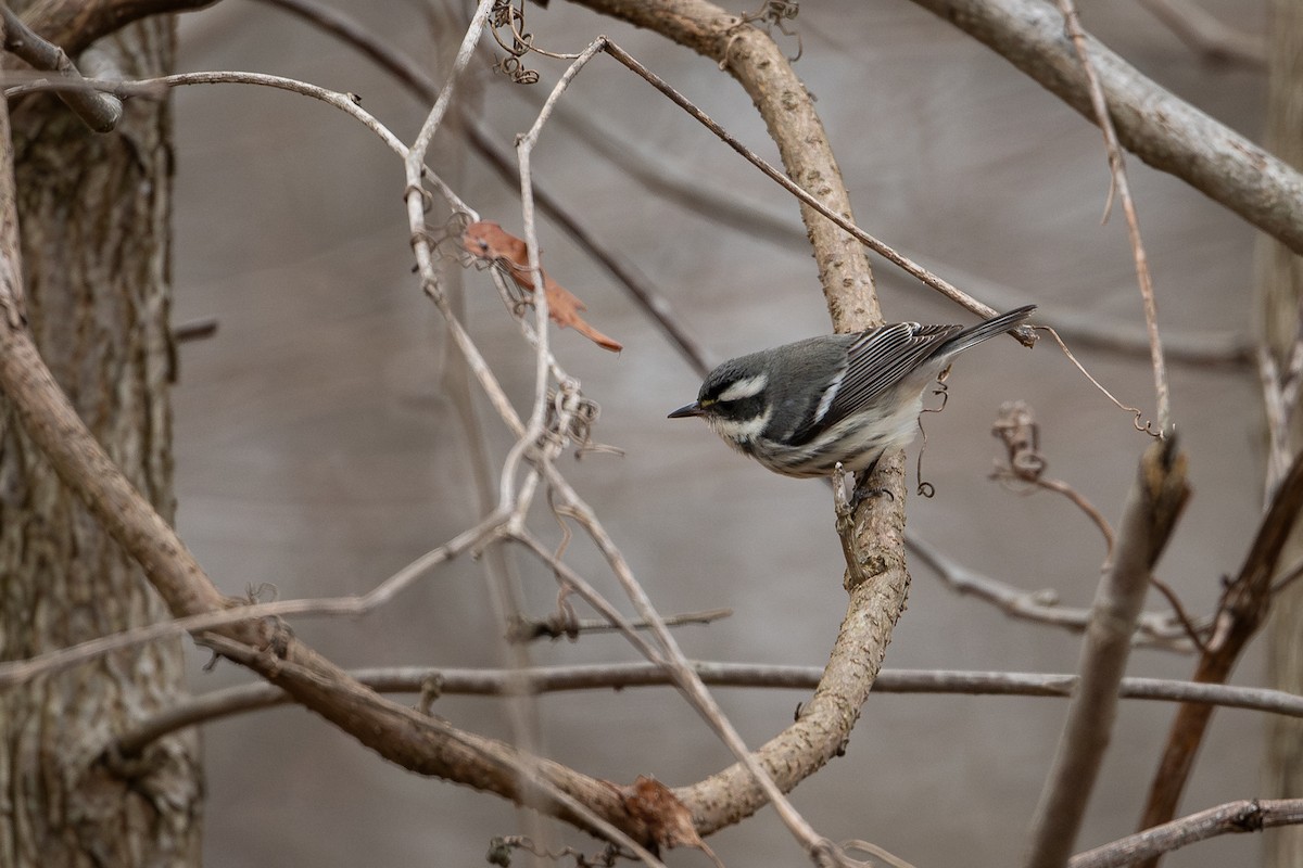 Black-throated Gray Warbler - ML645961214