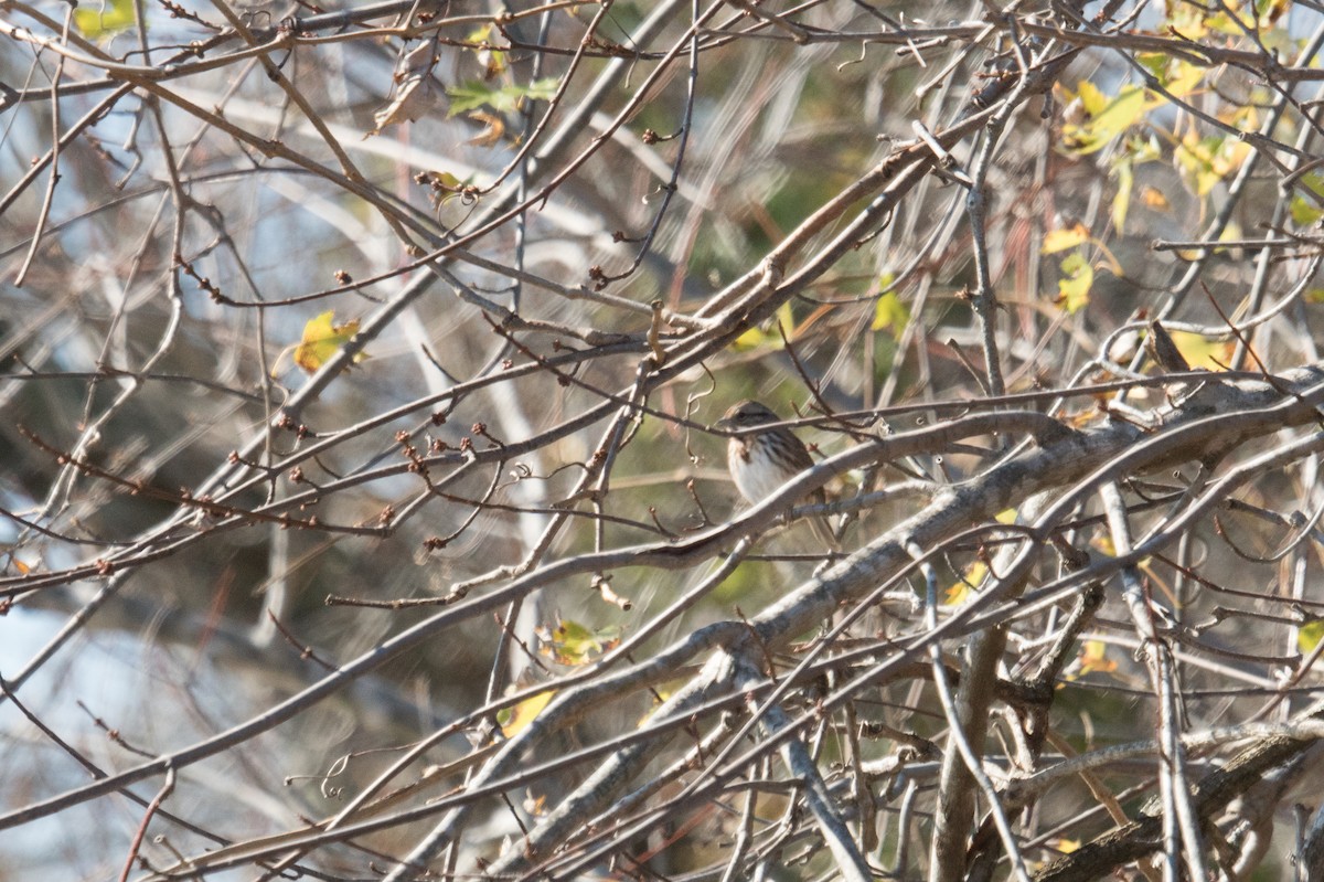 sangspurv - ML645961215