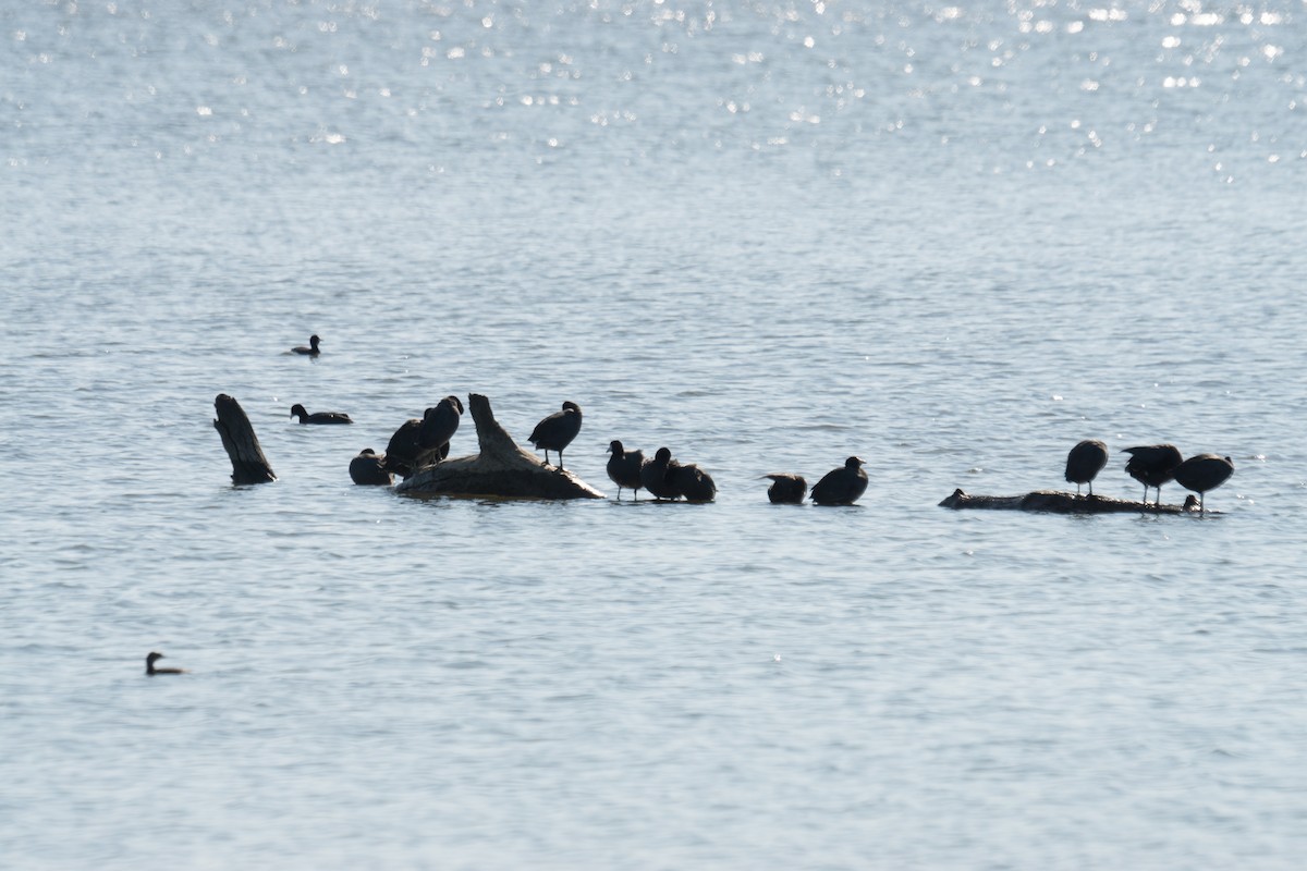 amerikasothøne - ML645961216