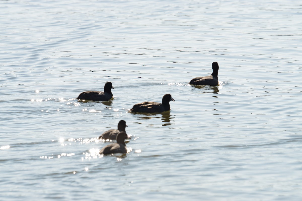 amerikasothøne - ML645961218