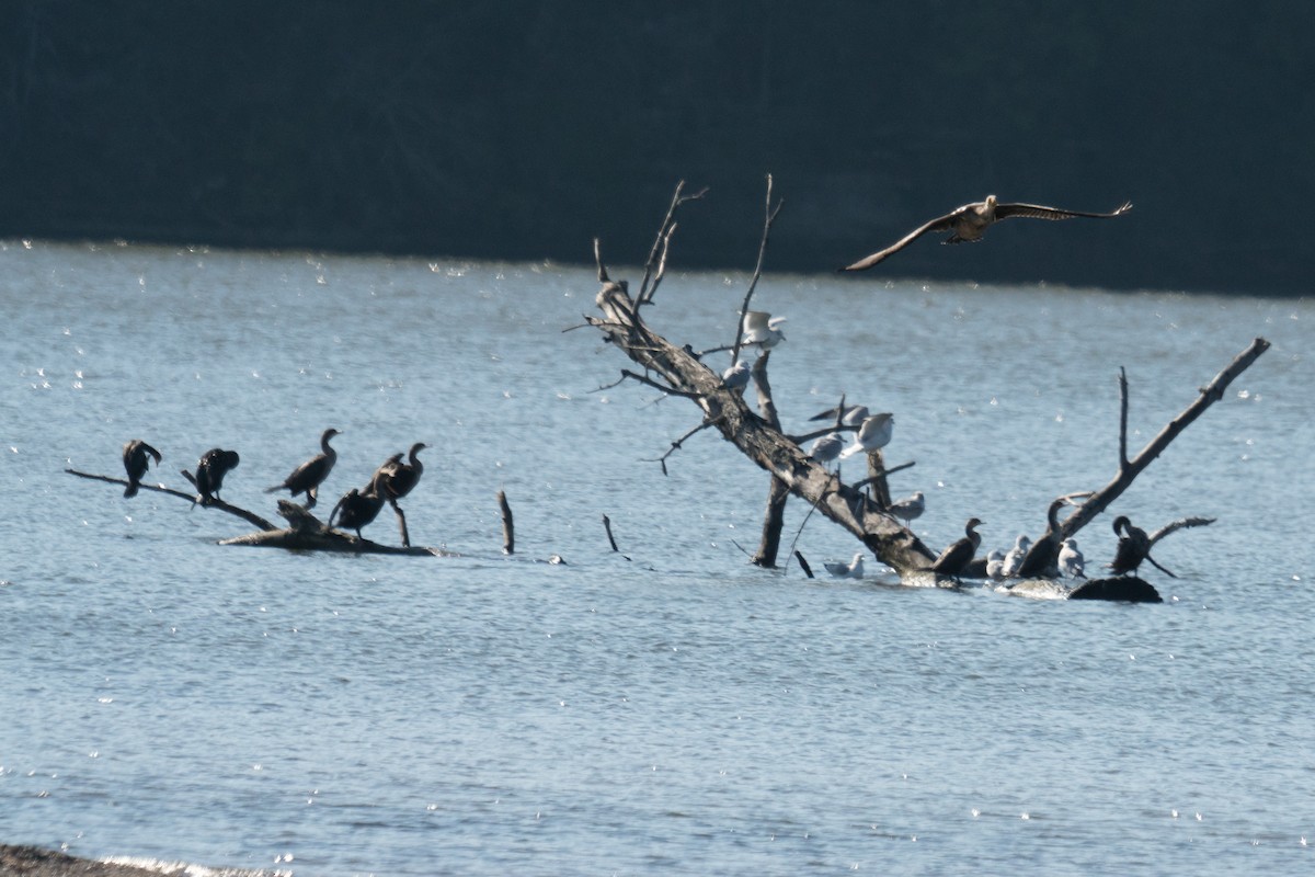 totoppskarv - ML645961223