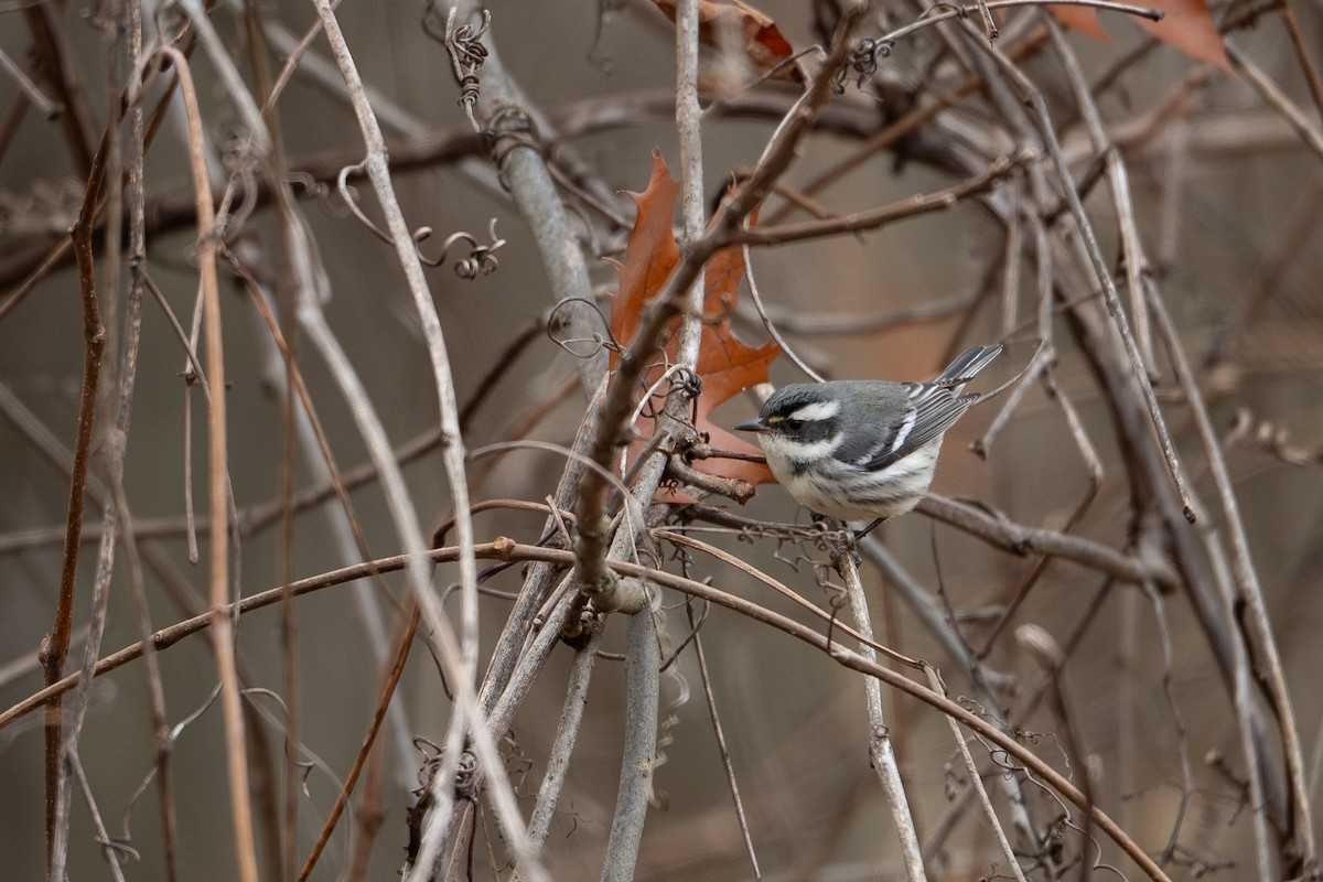 Black-throated Gray Warbler - ML645961224
