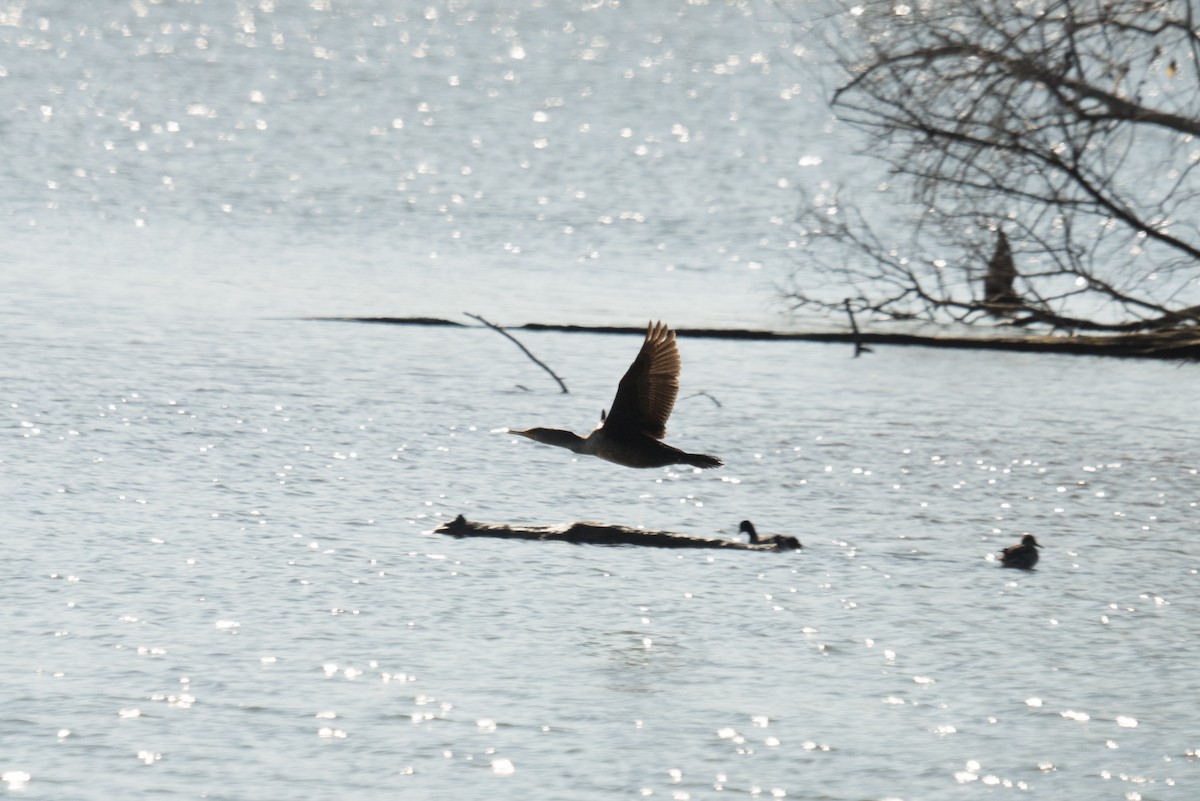 totoppskarv - ML645961225