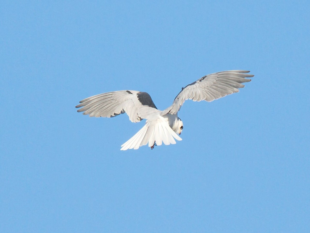 hvitstjertglente - ML645961226