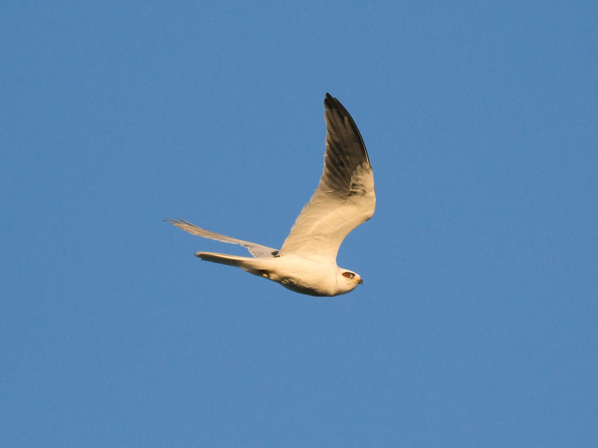 hvitstjertglente - ML645961227