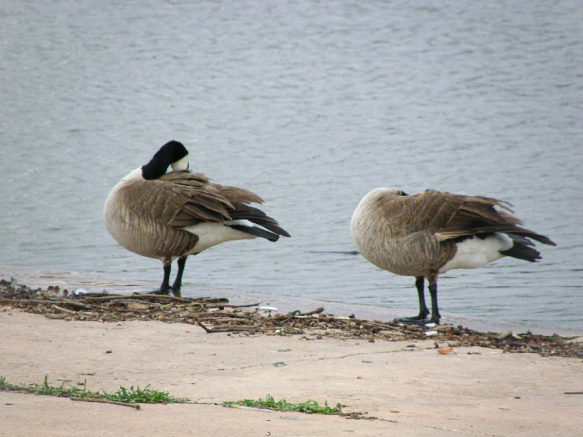 polargås - ML645961229