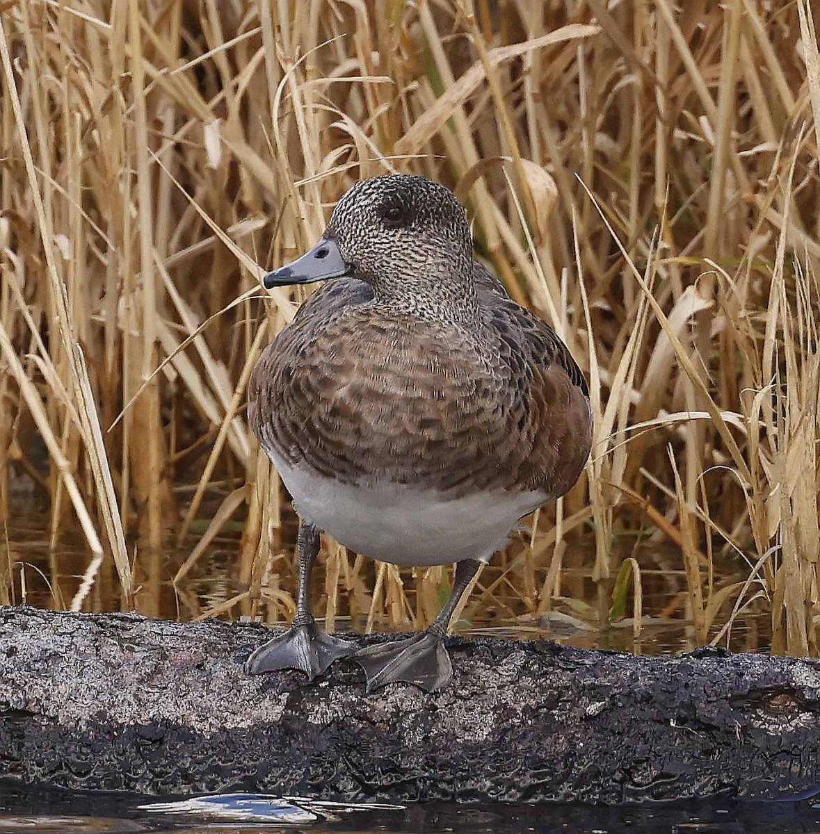 amerikablesand - ML645961230