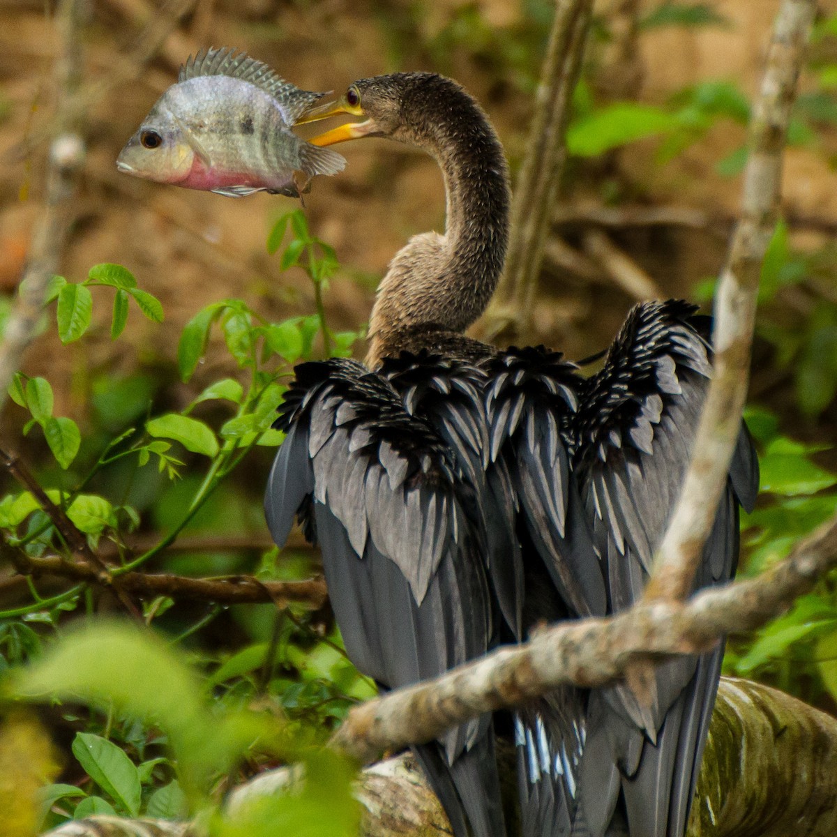 amerikaslangehals - ML645961231