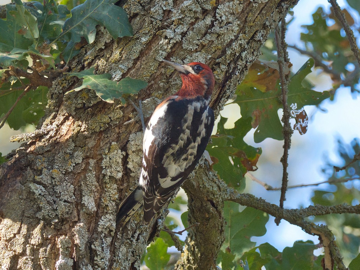 rødbrystsevjespett - ML645961232